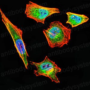 Валидация IF - AntibodySystem RHJ43504