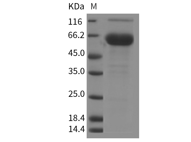 Валидация Elabscience PKSR030141(5508)