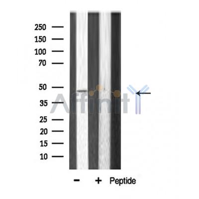 Валидация Affinity DF3116 - 13883