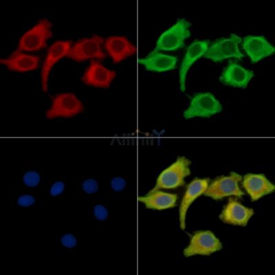 Валидация Affinity DF14038 - 9809