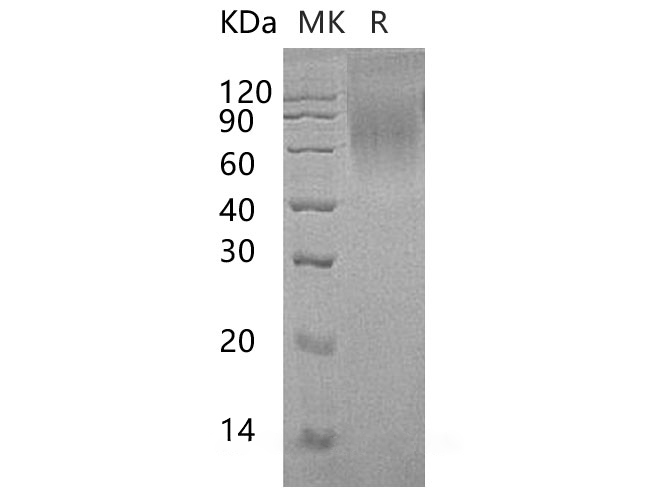 Валидация Elabscience PKSH032766(3190)
