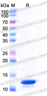 YHB90203, SDS-PAGE