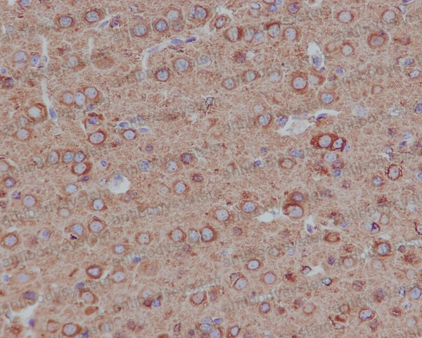 Валидация AntibodySystem RHF62401