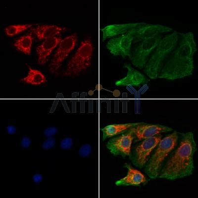 Валидация Affinity DF12370 - 6825