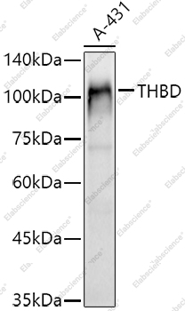 Вестерн-блоттинг, CD141/Thrombomodulin, клетки A-431