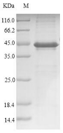 SDS-PAGE