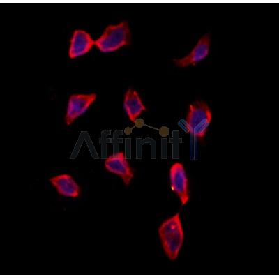 Валидация Affinity DF12373 - 6831