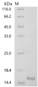 SDS-PAGE