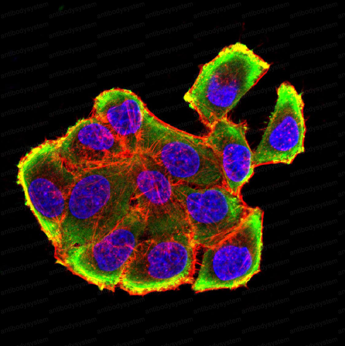 Валидация IF - AntibodySystem RHF08802