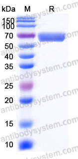 EHJ75003, SDS-PAGE