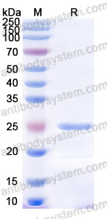 AHD95201, SDS-PAGE
