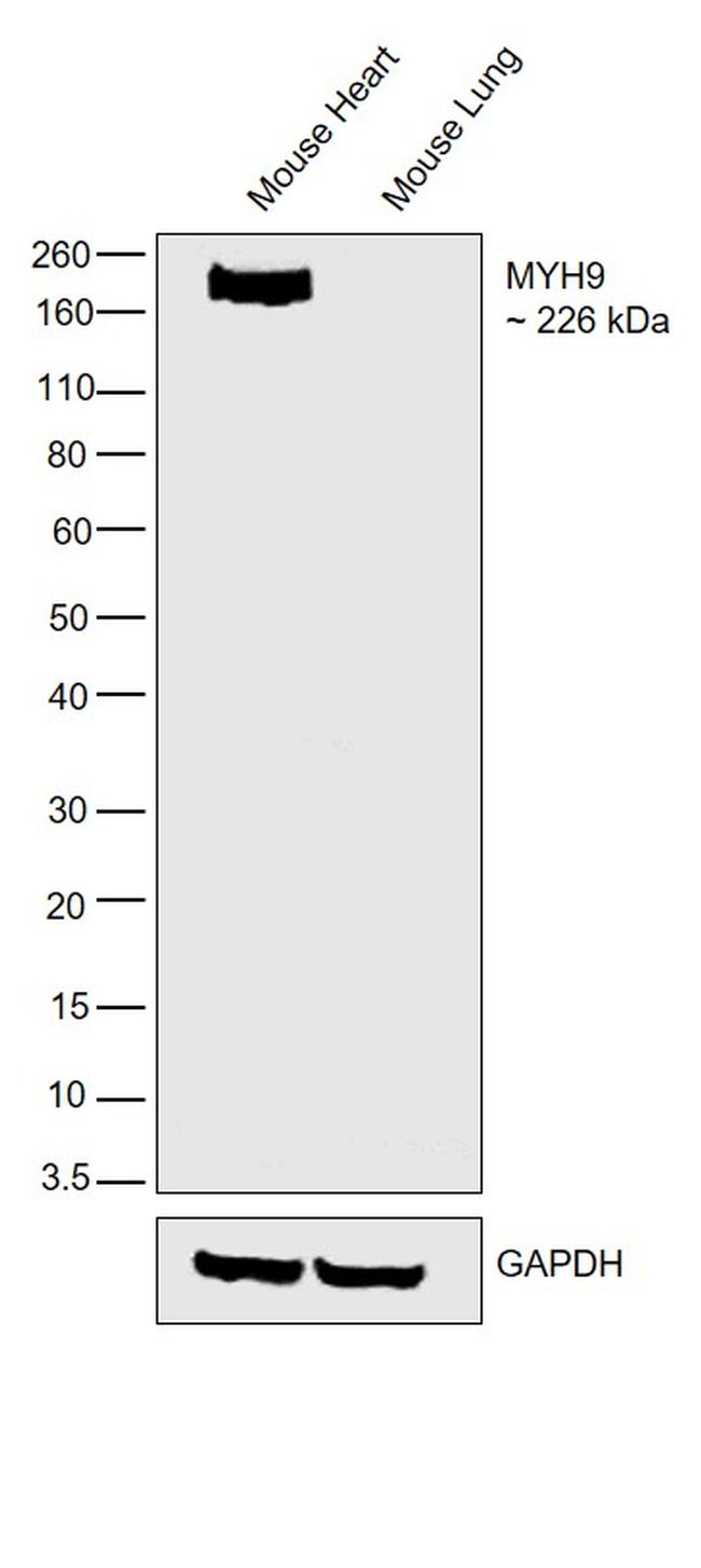 Валидация AssayVector ARM2431(4305)