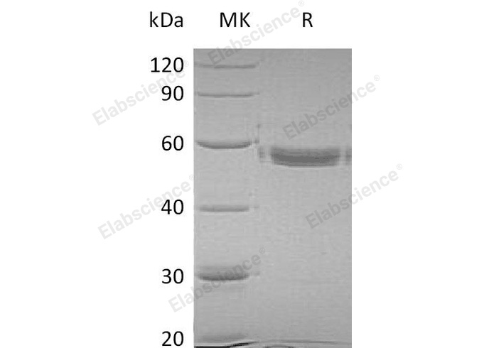 Валидация Elabscience PKSH032740(3167)