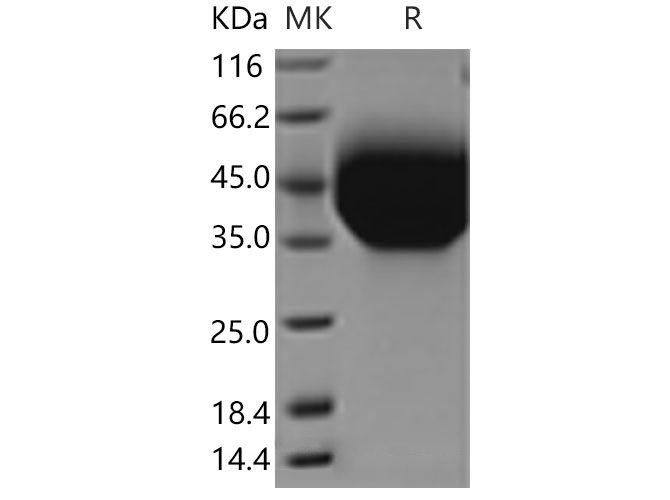 Валидация Elabscience PKSM040338(4342)