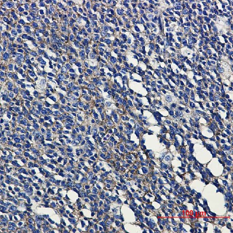 Валидация Elabscience E-AB-81519