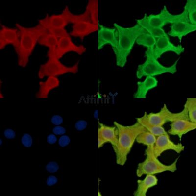 Валидация Affinity DF15092 - 11337