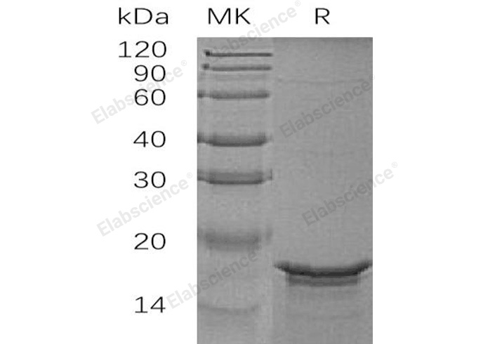 Валидация Elabscience PKSH032490(2957)