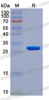 YRA05301, SDS-PAGE