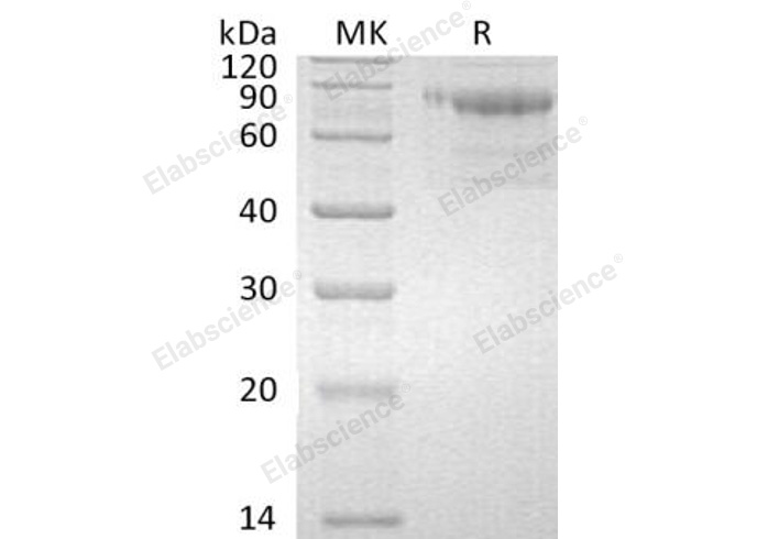 Валидация Elabscience PKSH033031(3410)
