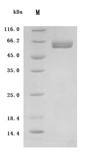 SDS-PAGE