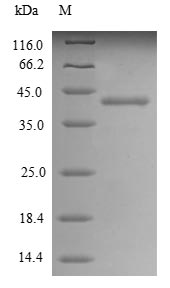 SDS-PAGE