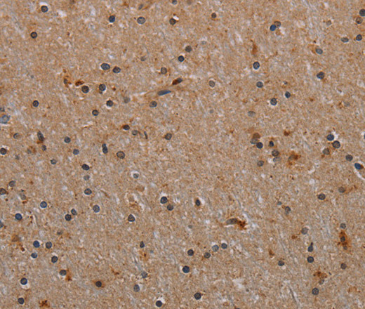 Валидация Elabscience E-AB-13487