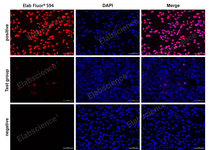 Валидация Elabscience E-CK-A322 - 98