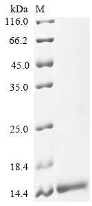 SDS-PAGE