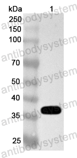 Валидация AntibodySystem PHA61301