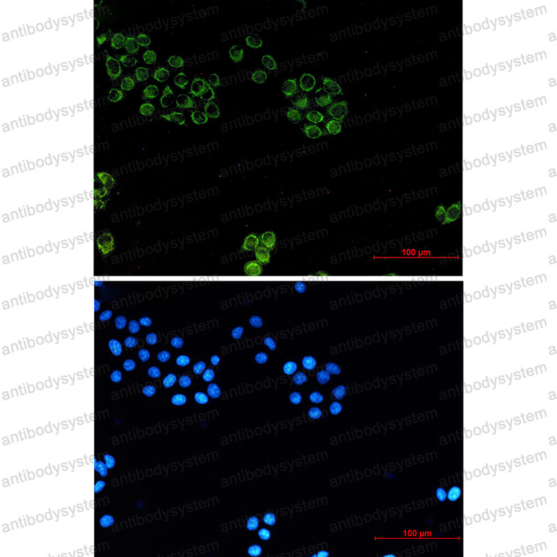 Валидация IF - AntibodySystem RHE06801
