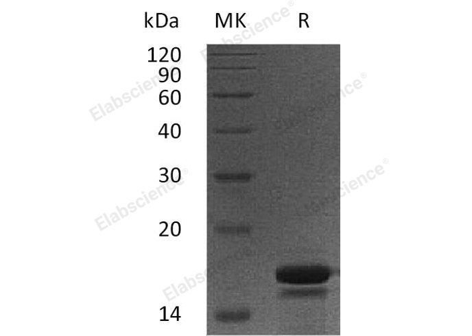 Валидация Elabscience PKSH032867(3273)