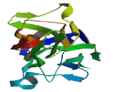 Roundabout, Axon Guidance Receptor, Homolog 1 (ROBO1) Roundabout, Axon Guidance Receptor, Homolog 1 (ROBO1)