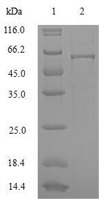 SDS-PAGE