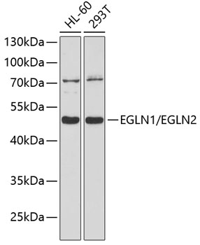 Валидация Elabscience E-AB-65763