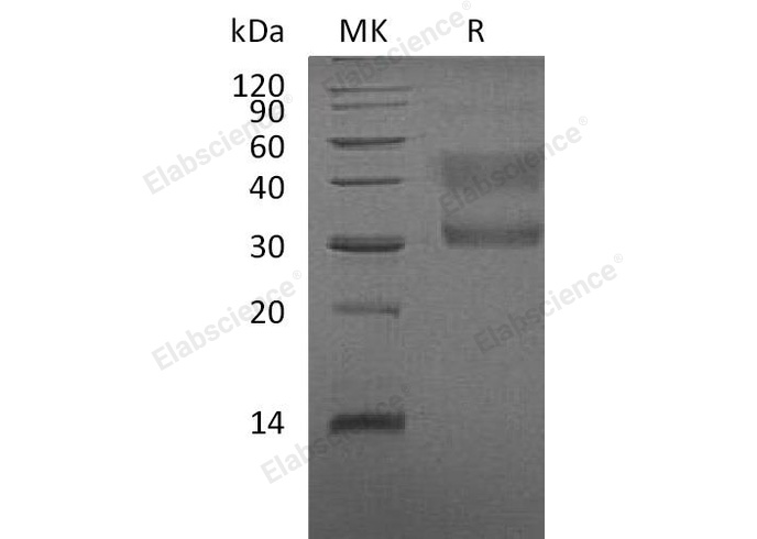 Валидация Elabscience PKSH032537(2995)