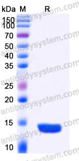 AHC13502, SDS-PAGE