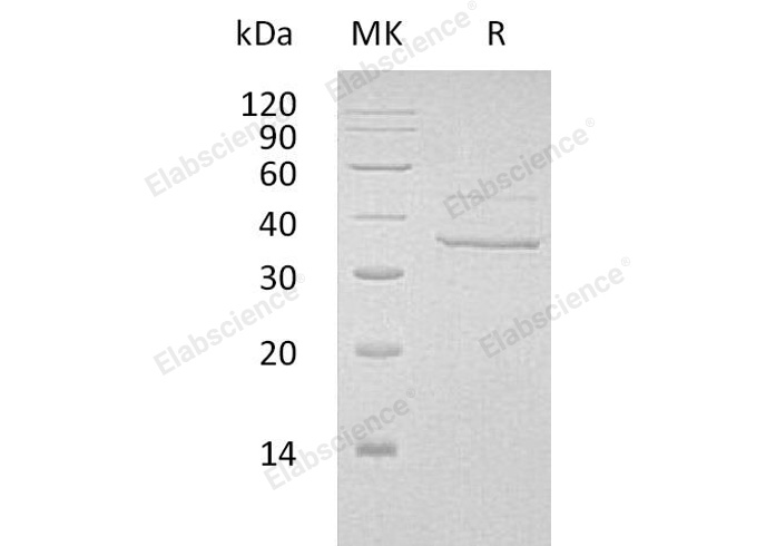 Валидация Elabscience PKSH032776(3197)