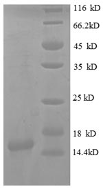 SDS-PAGE