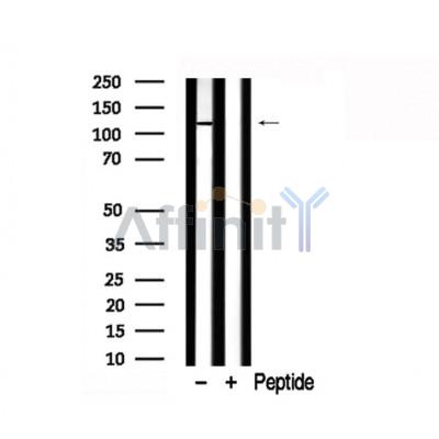 Валидация Affinity AF7784 - 4496