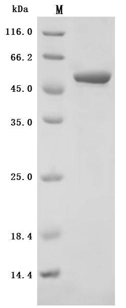 SDS-PAGE