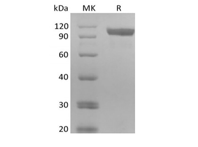 Валидация Elabscience PKSH033987(4217)
