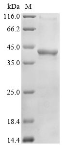 SDS-PAGE