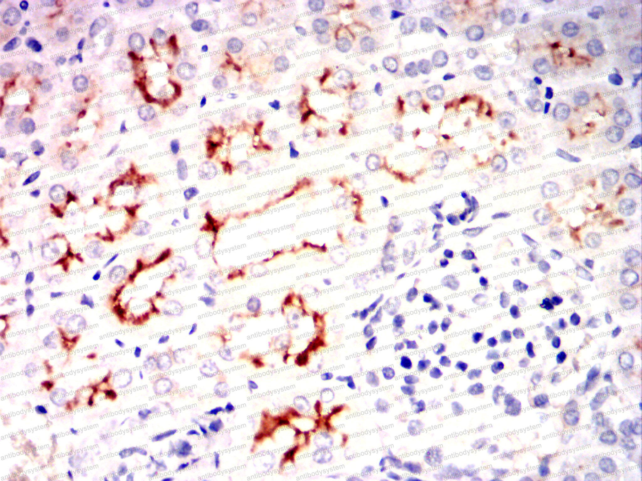 Валидация AntibodySystem RHJ64002