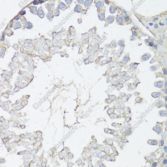 Иммуногистохимия, MRP4/ABCC4, ткань семенника крысы