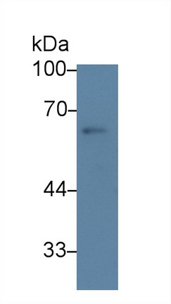 9369