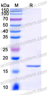 EHJ52001, SDS-PAGE