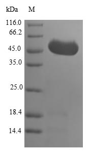 SDS-PAGE