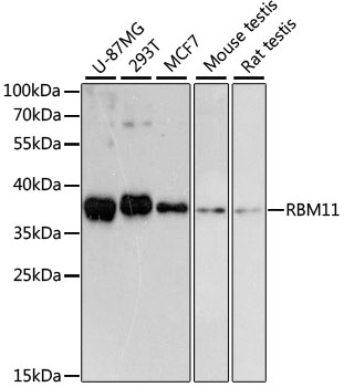 Валидация Elabscience E-AB-64507