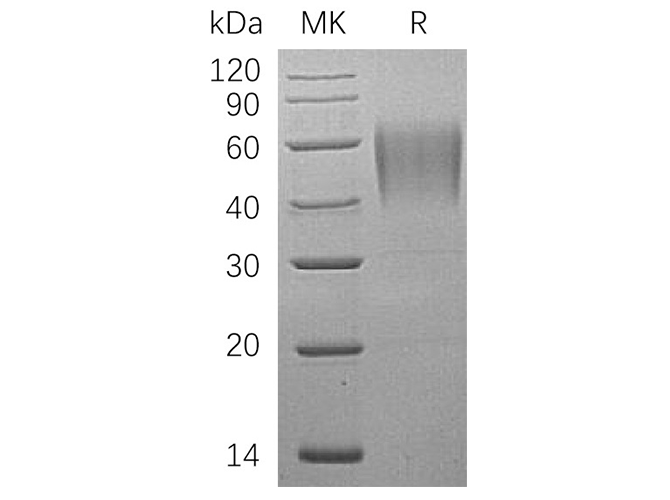 Валидация Elabscience PKSH033641(3927)