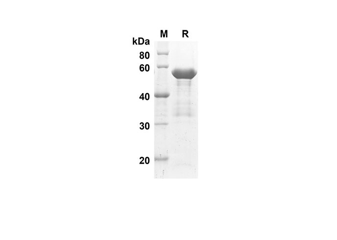 Валидация Elabscience PDEH100506(25)